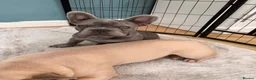 French Bulldog dogs for sale: Beautiful Male French Bulldog Puppies - Advert 5