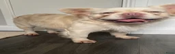 French Bulldog dogs for sale: Platinum carrying Pink fluffy frenchie  - Advert 4