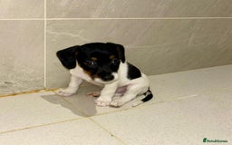 Dachshund dogs for sale: Dachshund Puppies - Image 13