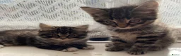 Mixed Breed cats for sale: Cutest Mixed Kittens! - Advert 8