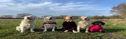 Golden Retriever dogs for sale: KC Reg'd Golden Retriever Puppies - Born 11/10/26 - Advert 13