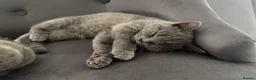 British Shorthair cats for sale: 🐾 2 beautiful British blue shorthair girls🐾 - Advert 3