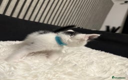 Ragdoll cats for sale: Tuxedo Ragdoll mix kittens - Image 7