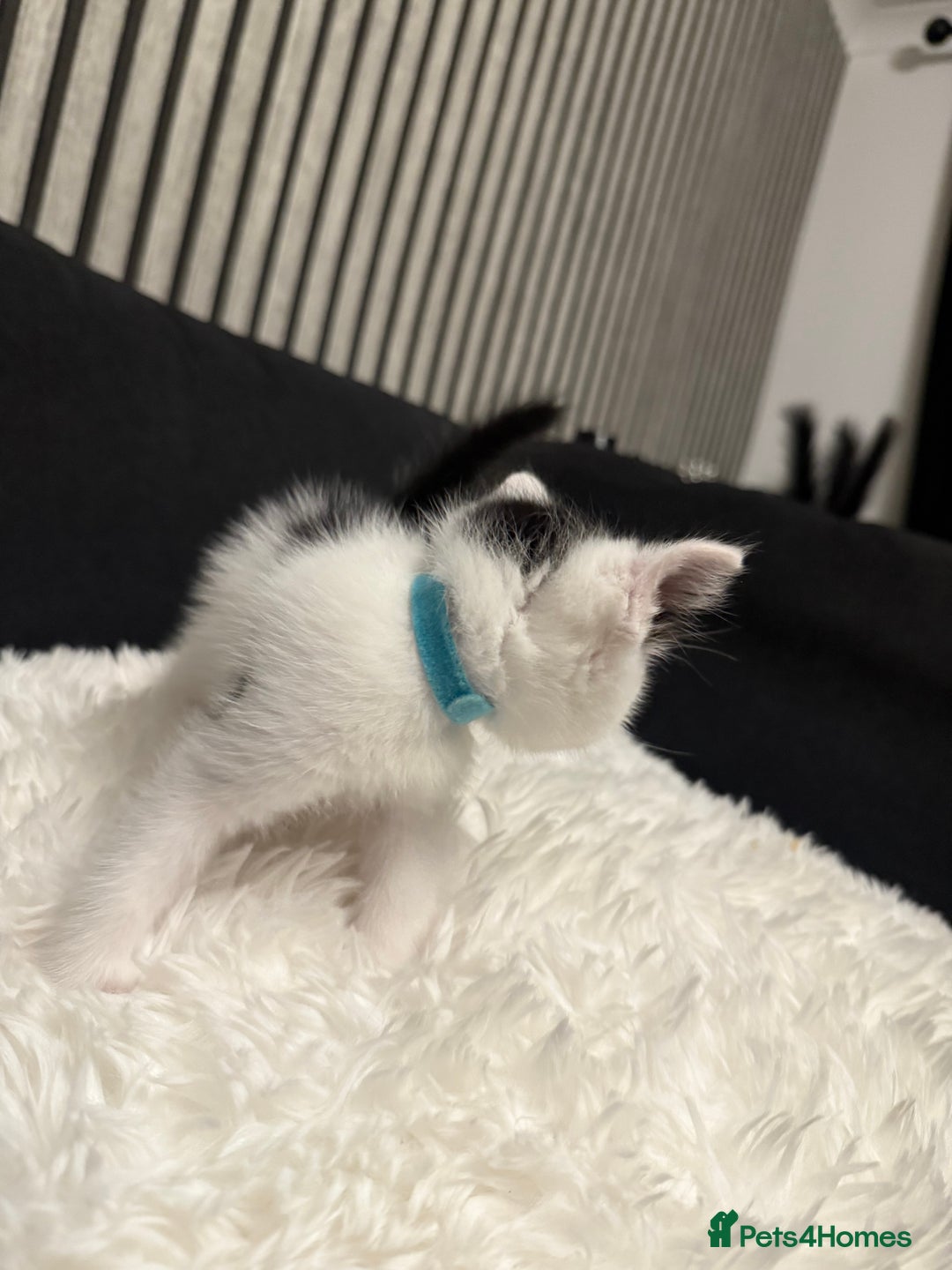 Ragdoll cats for sale: Tuxedo Ragdoll mix kittens - Image 7