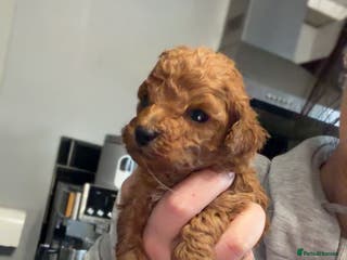 Toy Poodle dogs Tiny red toy poodles, kc dna health clear parents - Advert 1