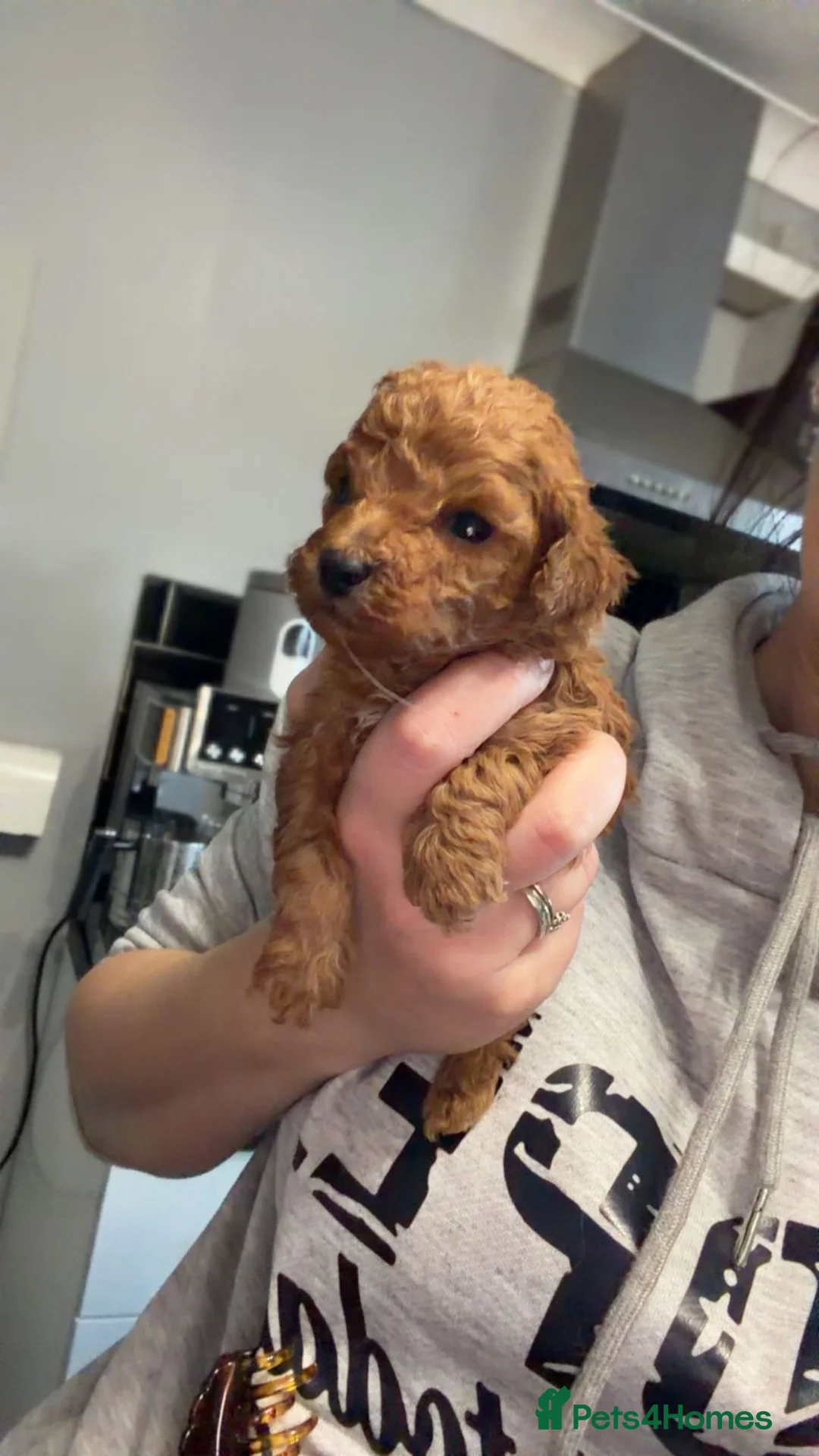 Toy Poodle dogs for sale: Toypoodle💙champion bloodline,kc,dna clear parent  - Advert 6