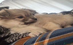 Chiweenie dogs for sale: 6 Beautiful Chiweenie Puppies *Reduced* - Advert 8