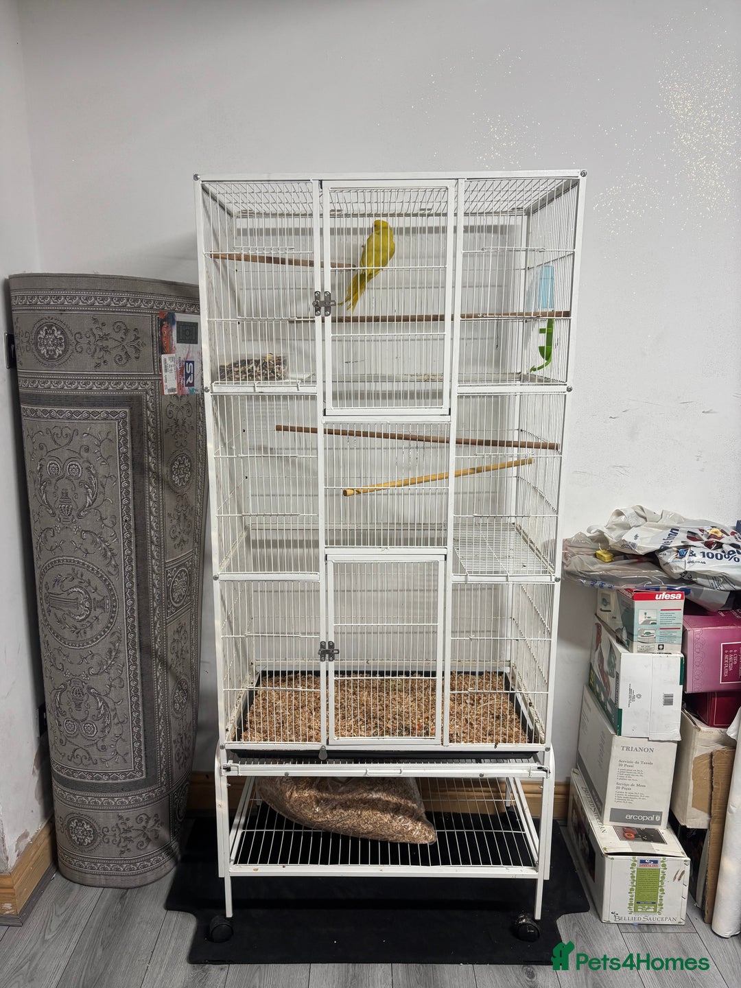 Ringnecks birds for sale: Yellow Lutino Ringneck Parrot - Advert 6