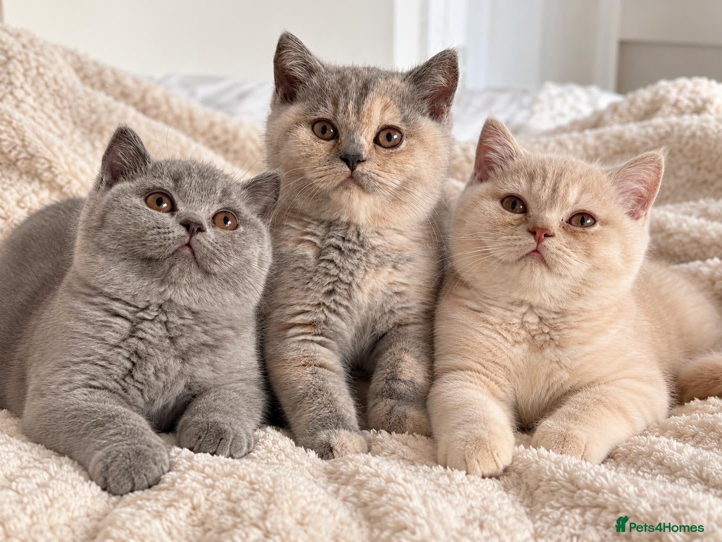 British Shorthair cats for sale: Beautiful Pedigree BSH Kittens-Calmcat - Advert 15
