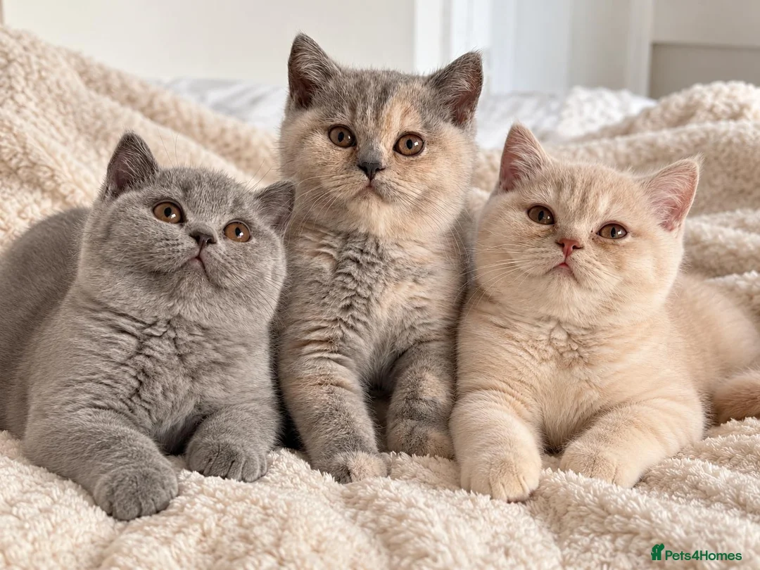 British Shorthair cats for sale: Beautiful Pedigree BSH Kittens-Calmcat - Advert 1