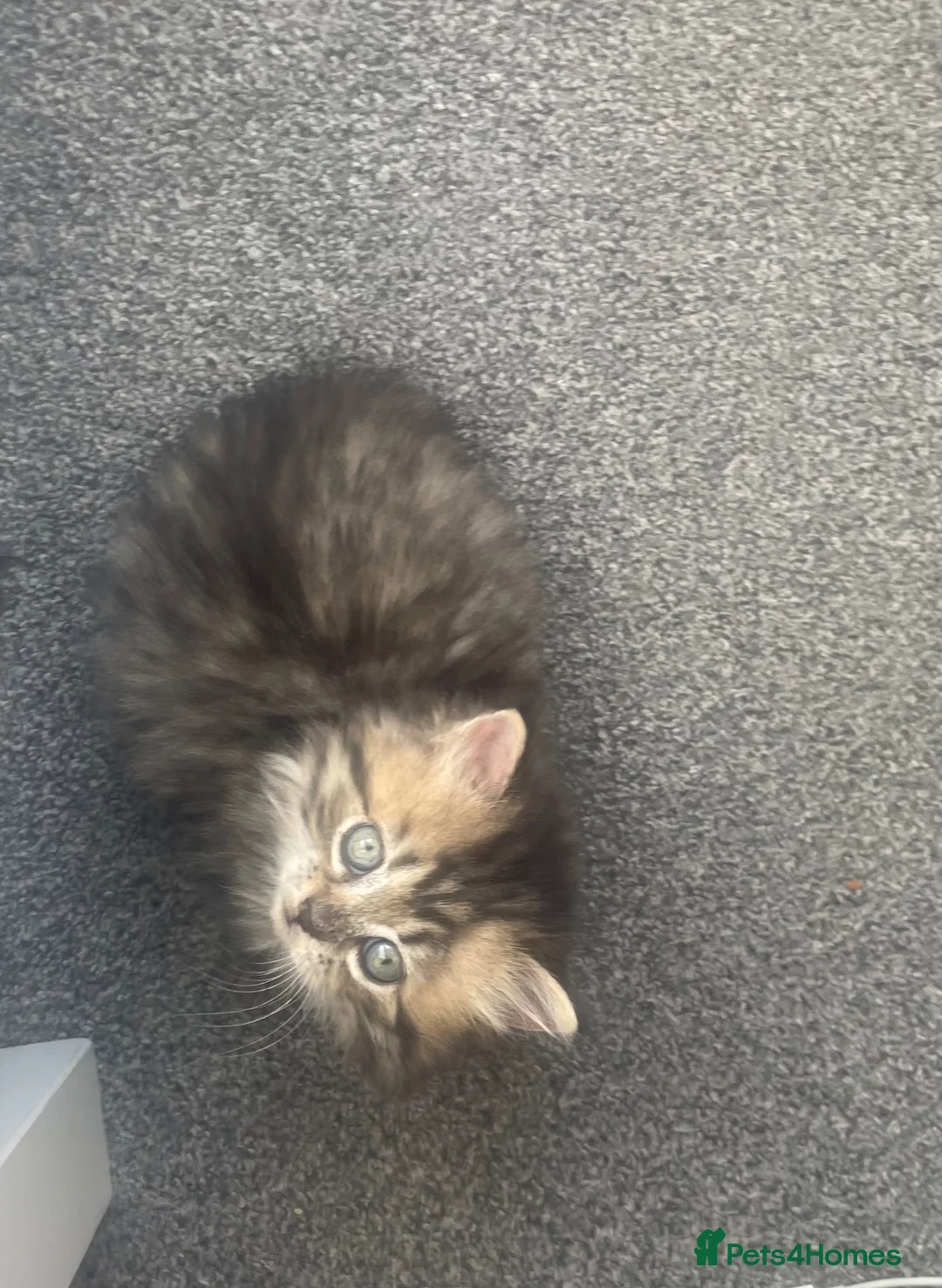 Mixed Breed cats for sale: Adorable Persian-X kittens for sale  - Advert 2