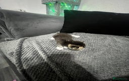 Mixed Breed cats for sale: BEAUTIFUL KITTENS  - Advert 7