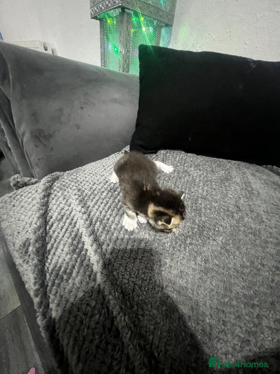 Mixed Breed cats for sale: BEAUTIFUL KITTENS  - Advert 7