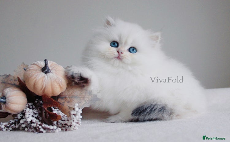 British Shorthair cats - Advert 4