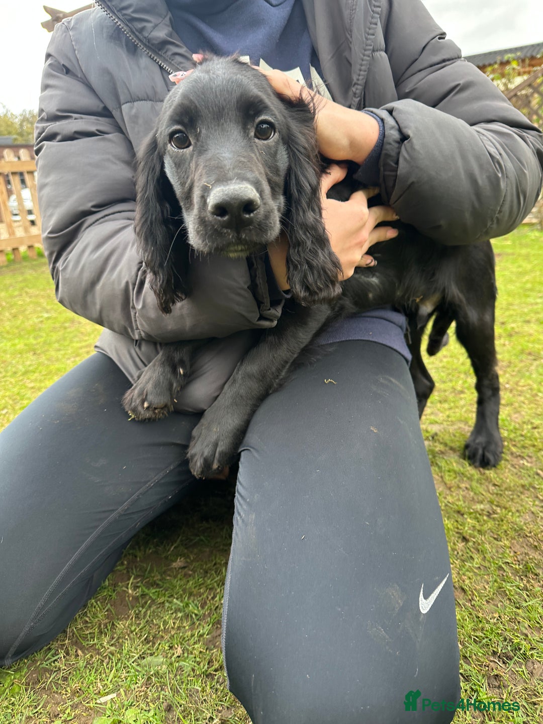 Cocker Spaniel dogs for sale: Working cocker spaniels puppies  - Image 29