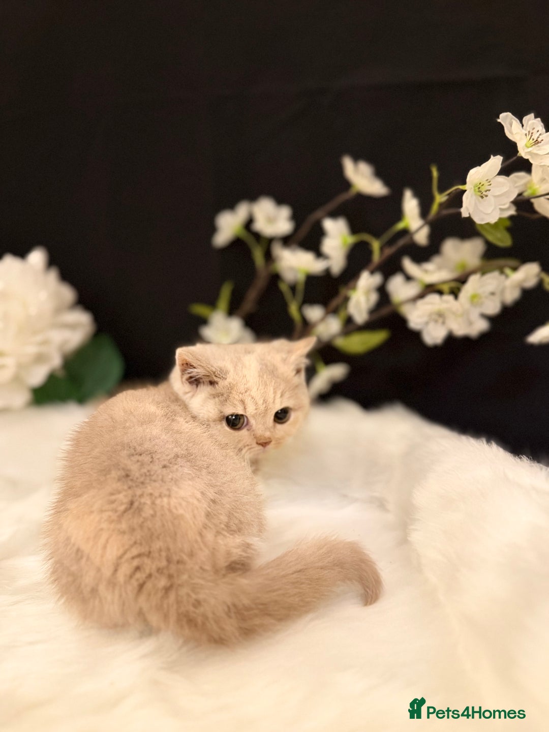 British Shorthair cats for sale: Full Pedigree Registered BSH - Advert 25