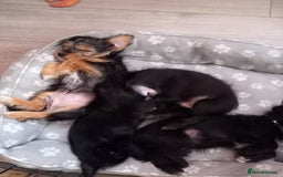Mixed Breed dogs for sale: 💞ONLY 4 Beautiful Yorkie Russel Puppies Left 💞 - Image 32