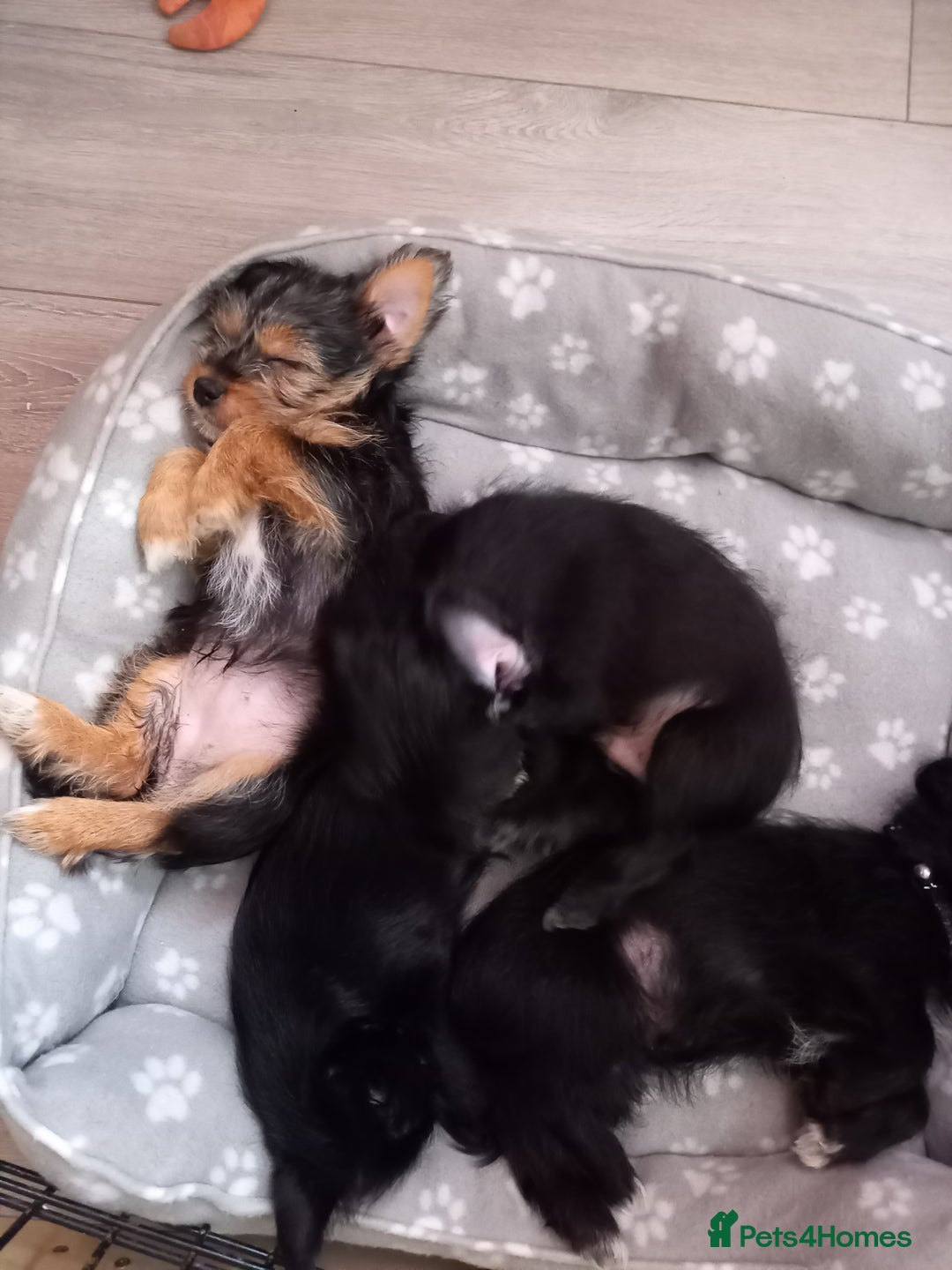 Mixed Breed dogs for sale: 💞ONLY 4 Beautiful Yorkie Russel Puppies Left 💞 - Image 32