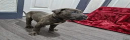 Cane Corso dogs for sale: 10 beautiful Cane Corso puppies - Advert 2