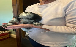 Cocker Spaniel dogs for sale: Working cocker pups - only 2 left - Image 20
