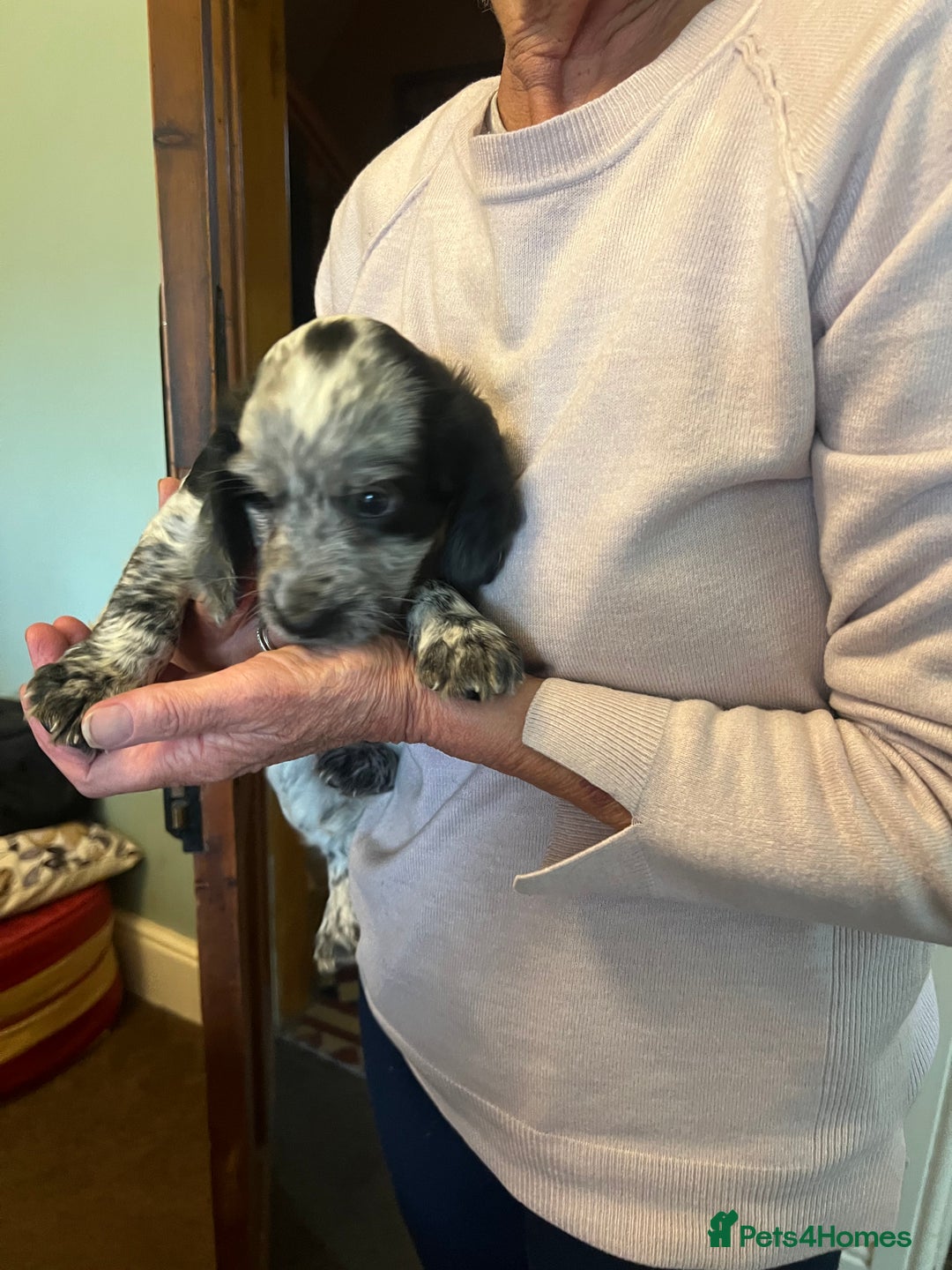Cocker Spaniel dogs for sale: Working cocker pups - only 2 left - Image 20