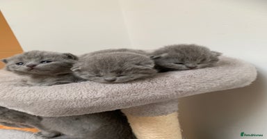 British Shorthair cats - Advert 3