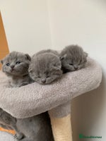 British Shorthair cats - Advert 11