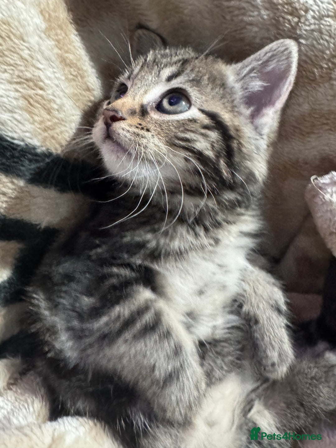 Mixed Breed cats for sale: Ginger and tabby kitten - Advert 9