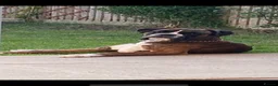 Boxer dogs for sale: Narla 3 year old Boxer - Advert 8