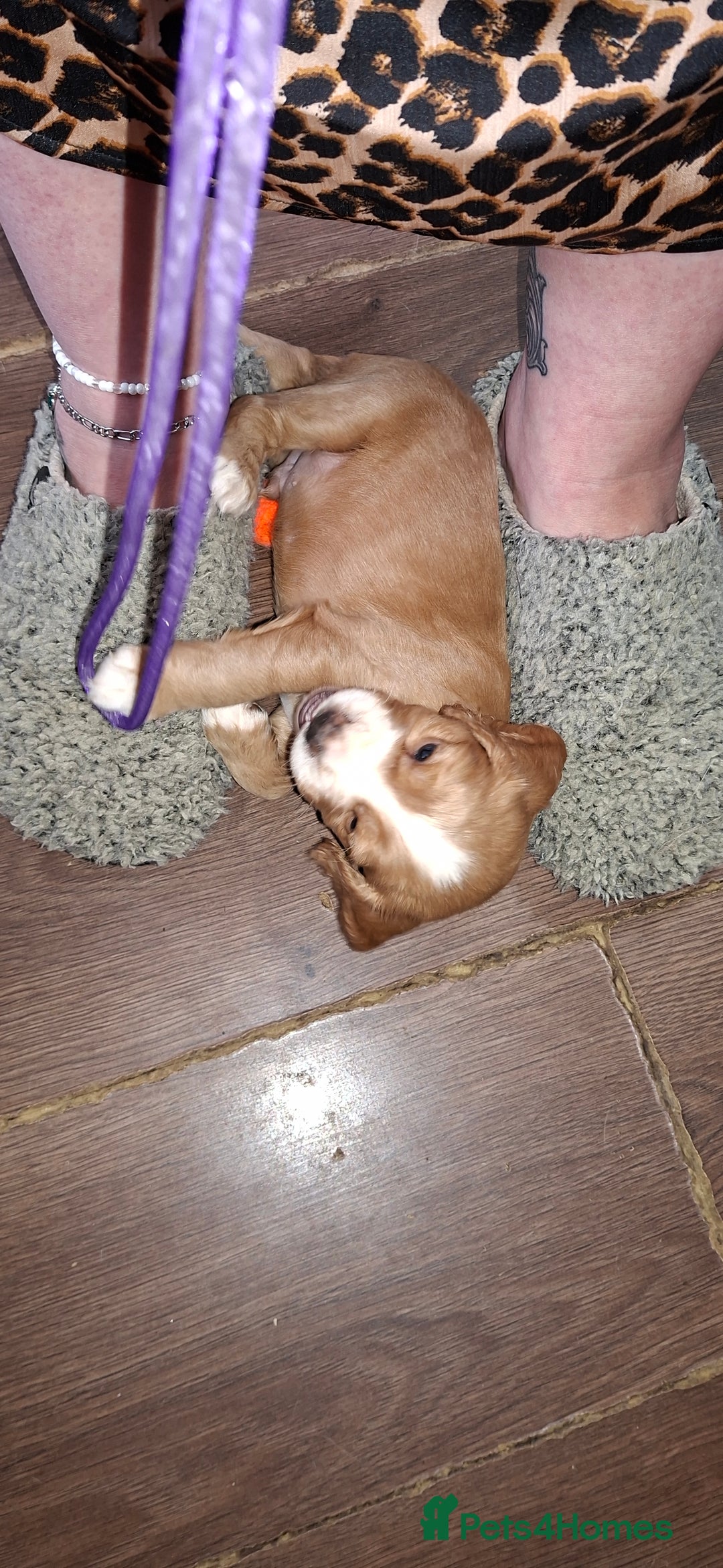 Cocker Spaniel dogs for sale: Beautiful kc registered working cocker pups  - Image 11