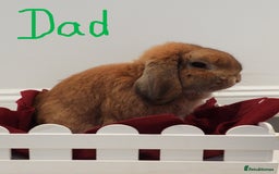 Mini Lop rabbits for sale: Adorable Purebred Mini Lop Babies - Image 20