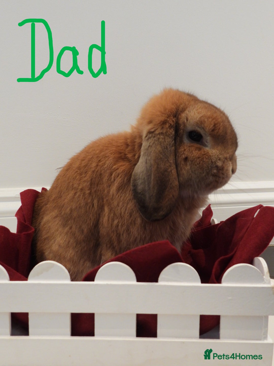 Mini Lop rabbits for sale: Adorable Purebred Mini Lop Babies - Image 20