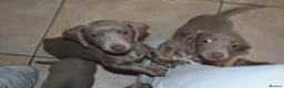 Miniature Dachshund dogs for sale: TRUE miniature dachsaund in Leicester - Advert 7