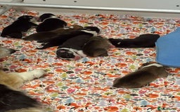 Welsh Corgi Pembroke dogs for sale: Gorgeous pure bred Welsh Pembroke Corgi puppies - Image 4