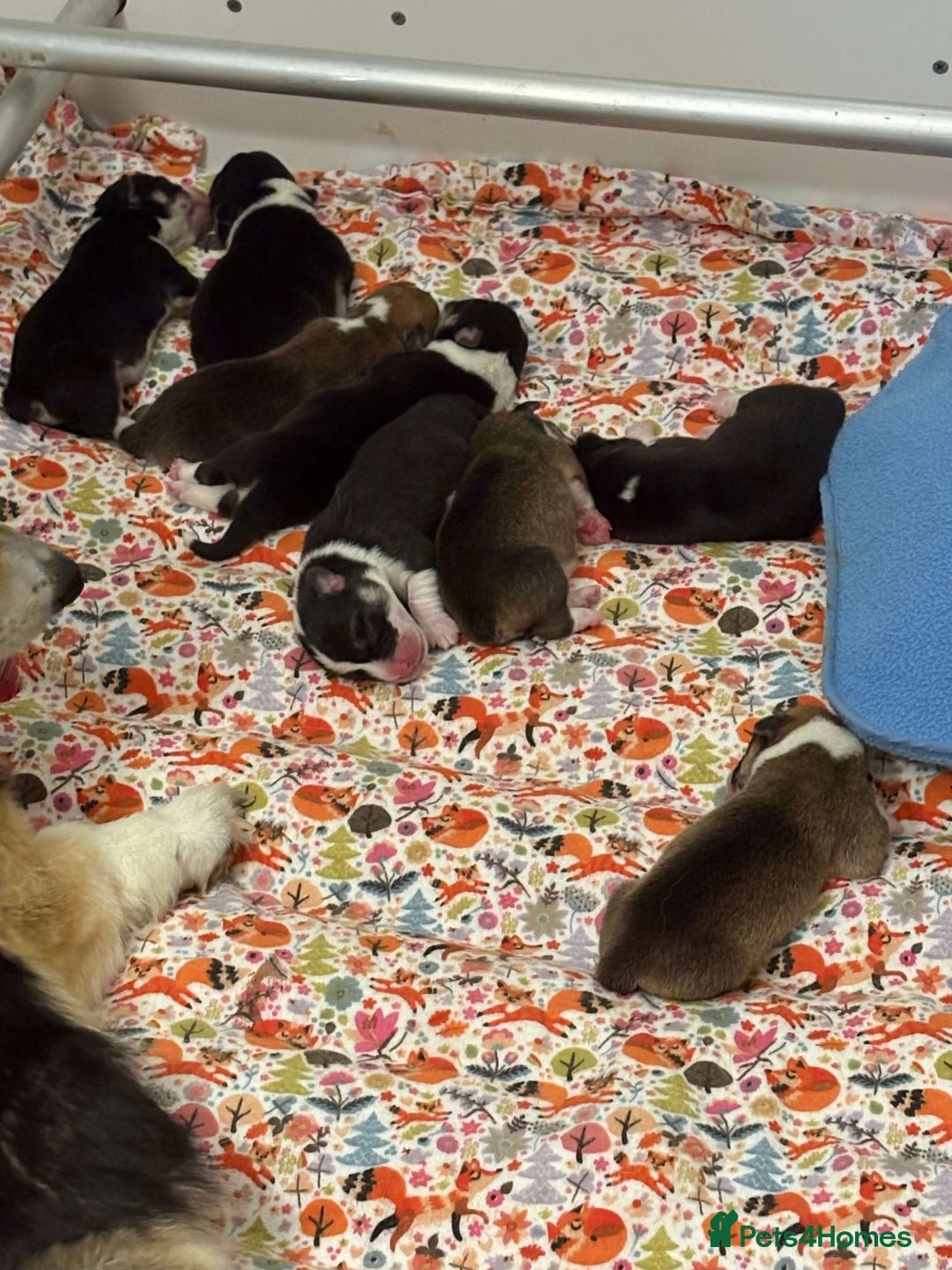 Welsh Corgi Pembroke dogs for sale: Gorgeous pure bred Welsh Pembroke Corgi puppies - Image 4