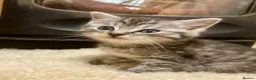 Ragdoll cats for sale: GORGEOUS Ragdoll x kittens  - Advert 11