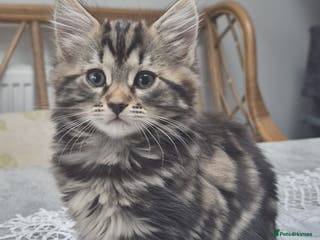 Siberian cats 2 beautiful Siberian left !!! - Advert 4