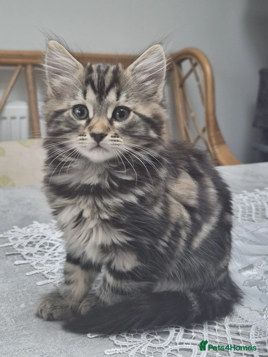 Siberian cats for sale: 1 beautiful Siberian left !!! - Advert 1