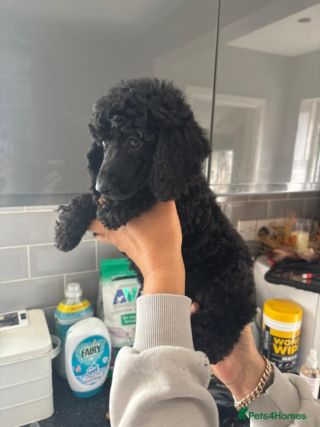 Miniature Poodle dogs for sale: small miniature poodles only 1 boy 1girl  - Image 7