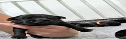 Staffordshire Bull Terrier dogs for sale: KC Staffordshire bull terrier pups for sale  - Advert 4