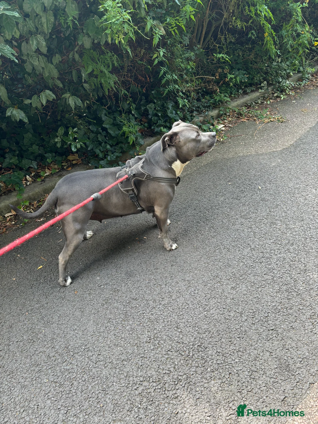 American Bully dogs for sale: Beautiful blue bully girl for sale  - Advert 5