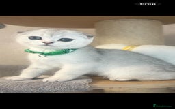 Scottish Fold cats for sale: Scottish Fold Kittens with TICA Registration - Image 8