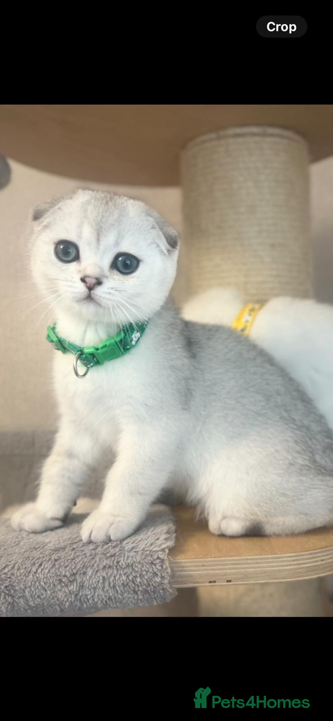 Scottish Fold cats for sale: Scottish Fold Kittens with TICA Registration - Image 8