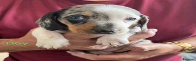 Miniature Dachshund Puppy 1