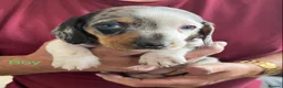 Miniature Dachshund dogs for sale: Beautiful mini dachshund  in Sandy - Advert 7
