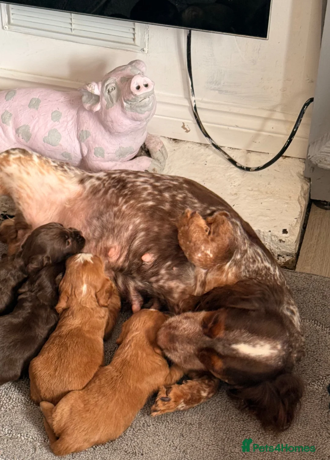 Cocker Spaniel dogs for sale: Show Type Cocker Spaniel Puppies - Advert 8