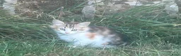 Mixed Breed cats for sale: Beautiful Long haired female kittens. - Advert 3