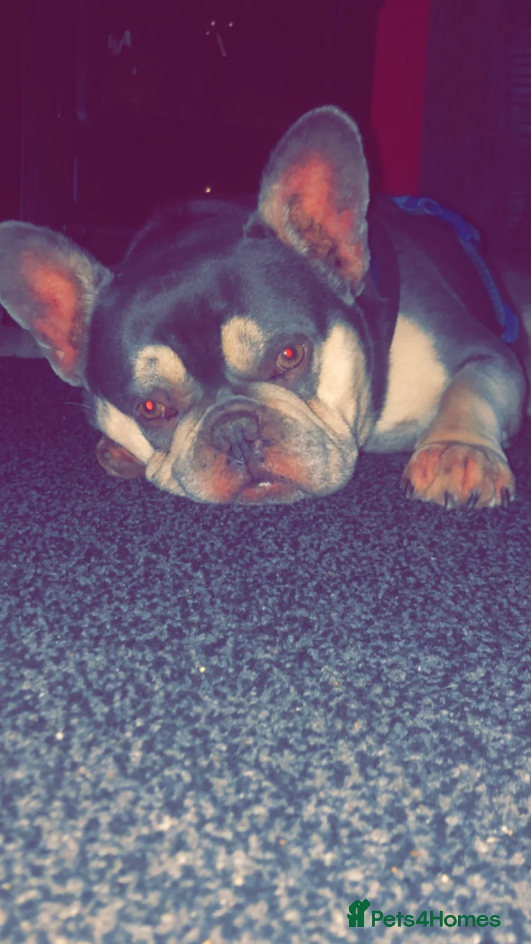 French Bulldog dogs for sale: KC Registered French bulldog  - Advert 2