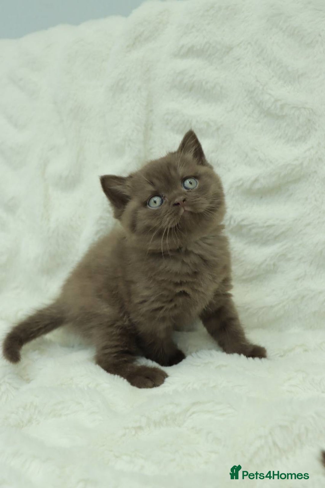 British Shorthair cats for sale: Stunning BHS Champions blood lines kittens  - Advert 7