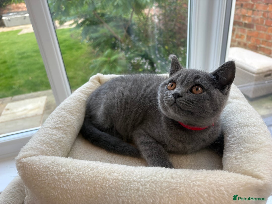 British Shorthair cats for sale: Beautiful BSH kittens- 1 boy remaining! REDUCED 🐾 - Image 5